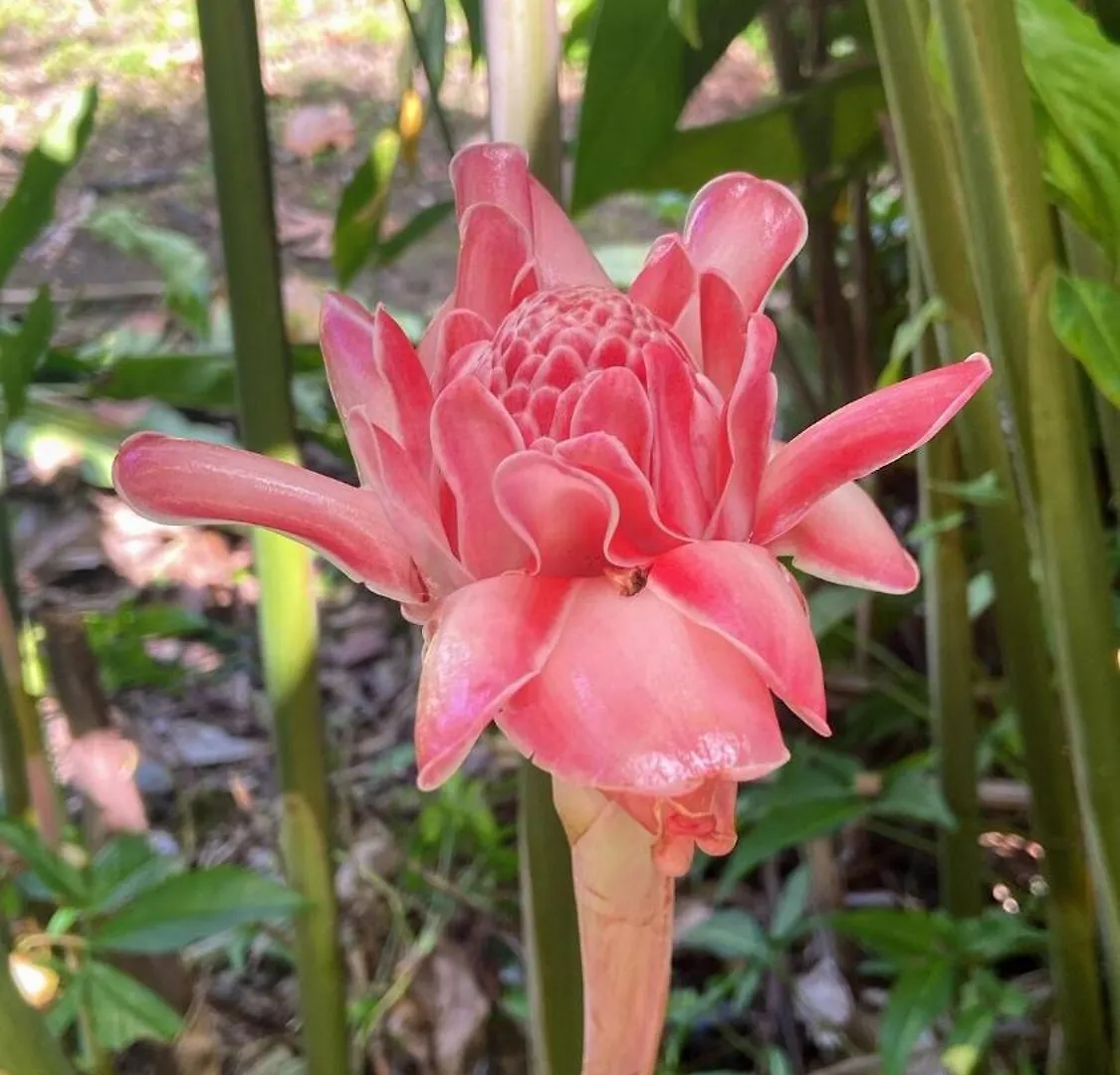 Maison Simon Lamentin Jardin Tropical 0*,  Guadeloupe