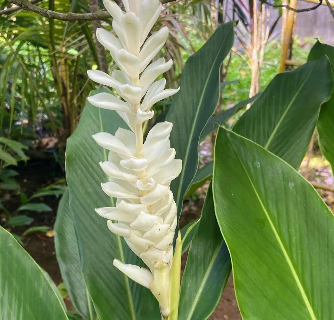 Tatil Evi Maison Simon Lamentin Jardin Tropical Guadeloupe