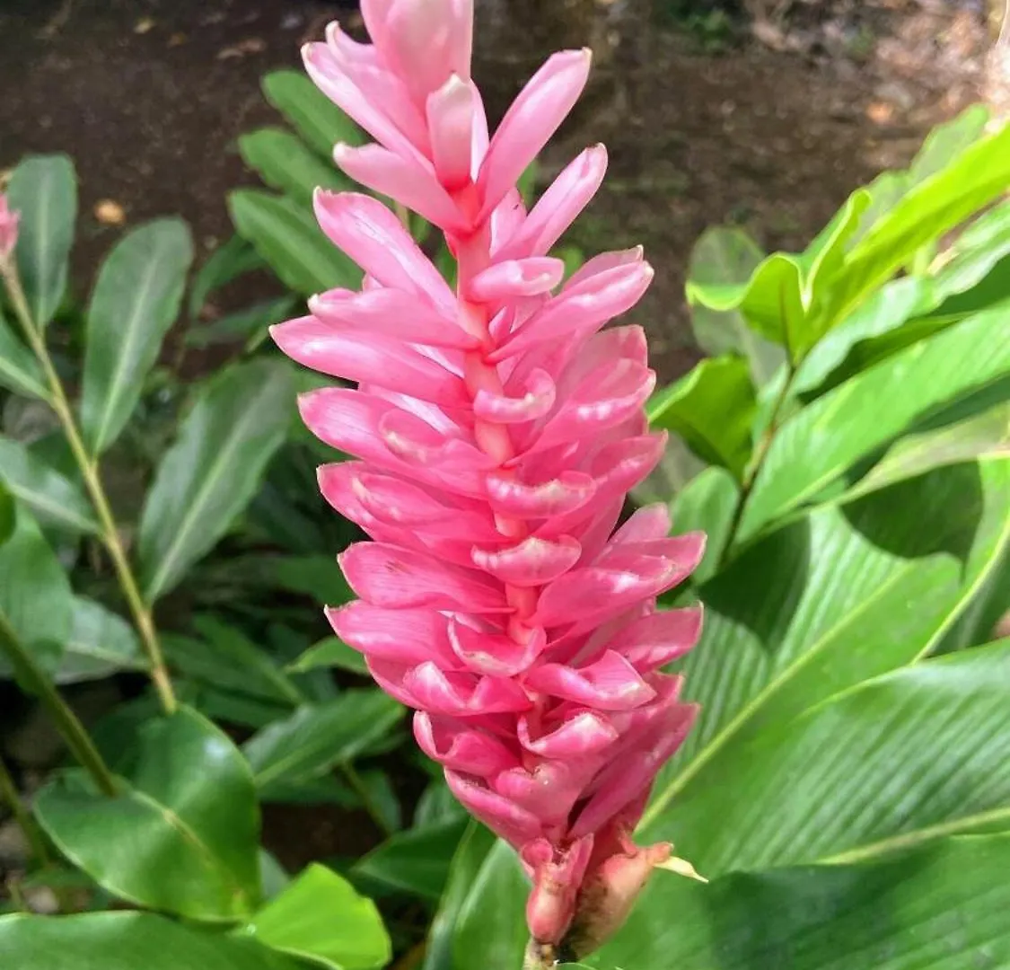Maison Simon Lamentin Jardin Tropical